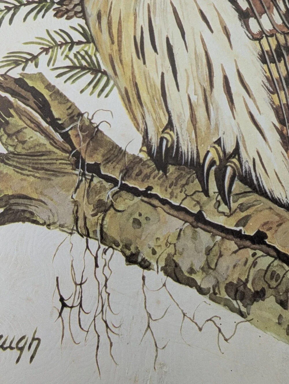Vintage Leland Brewsaugh Barred Owl print